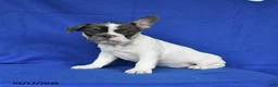French Bulldog dogs for sale: Angel - Ad 4
