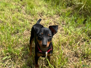 Miniature Pinscher dogs - Ad 33