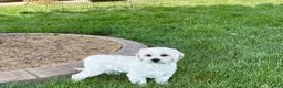 Lhasa Apso dogs for sale: Corey  - Ad 7