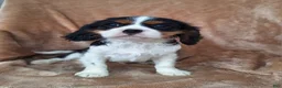 Cavalier King Charles Spaniel dogs for sale: Benji - Ad 1