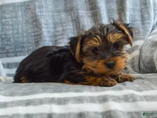 Yorkshire Terrier dogs Jeff - Ad 3