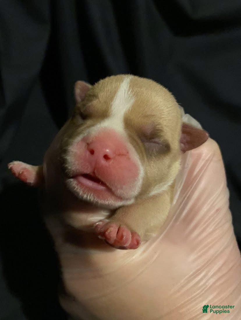 American Bully dogs Tom Ford - Ad 35