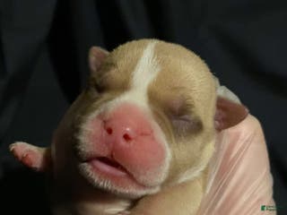 American Bully dogs Tom Ford - Ad 5