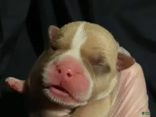 American Bully dogs Tom Ford - Ad 20