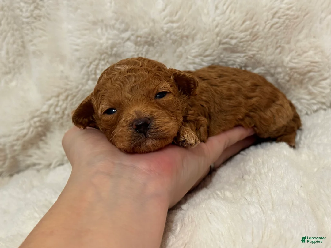 Toy Poodle dogs for sale: Louie - Ad 7