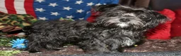 Morkie dogs for sale: Frank - Ad 22