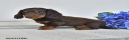 Miniature Dachshund dogs for sale: Balto - Ad 2