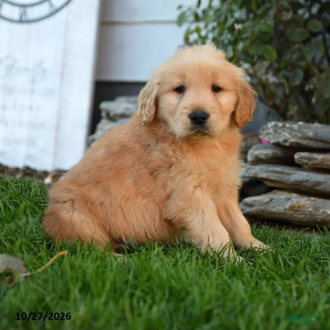 Golden Retriever dogs for sale: Yankee - Ad 2