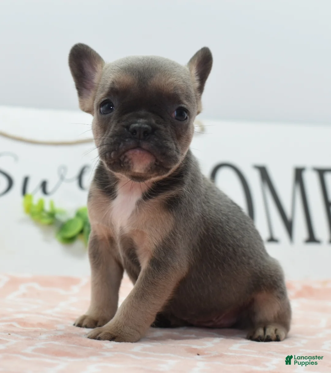 Mixed Breed dogs for sale: Nova blue  - Ad 1