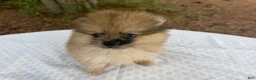 Pomeranian dogs for sale: Duchess - Ad 2