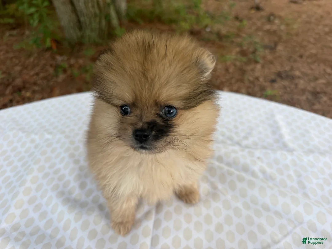 Pomeranian dogs for sale: Duchess - Ad 2