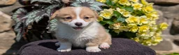 Welsh Corgi Pembroke dogs for sale: Nala - Ad 3