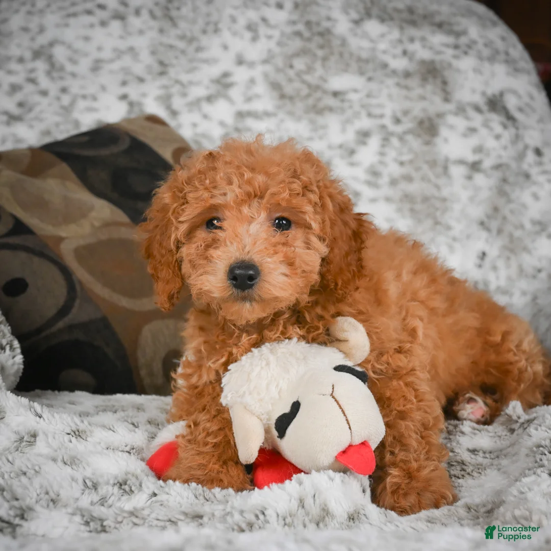 Cavapoo dogs for sale: Candy - Ad 7