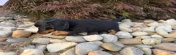Miniature Dachshund dogs for sale: Kendra - Ad 2