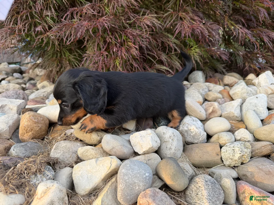Miniature Dachshund dogs for sale: Kendra - Ad 2