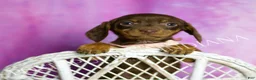 Miniature Dachshund dogs for sale: Sweet Kisses AKC - Ad 4