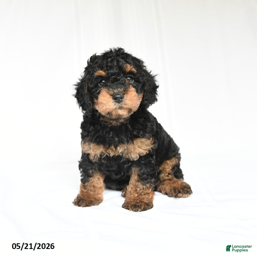 Toy Poodle dogs Kerry - Ad 1