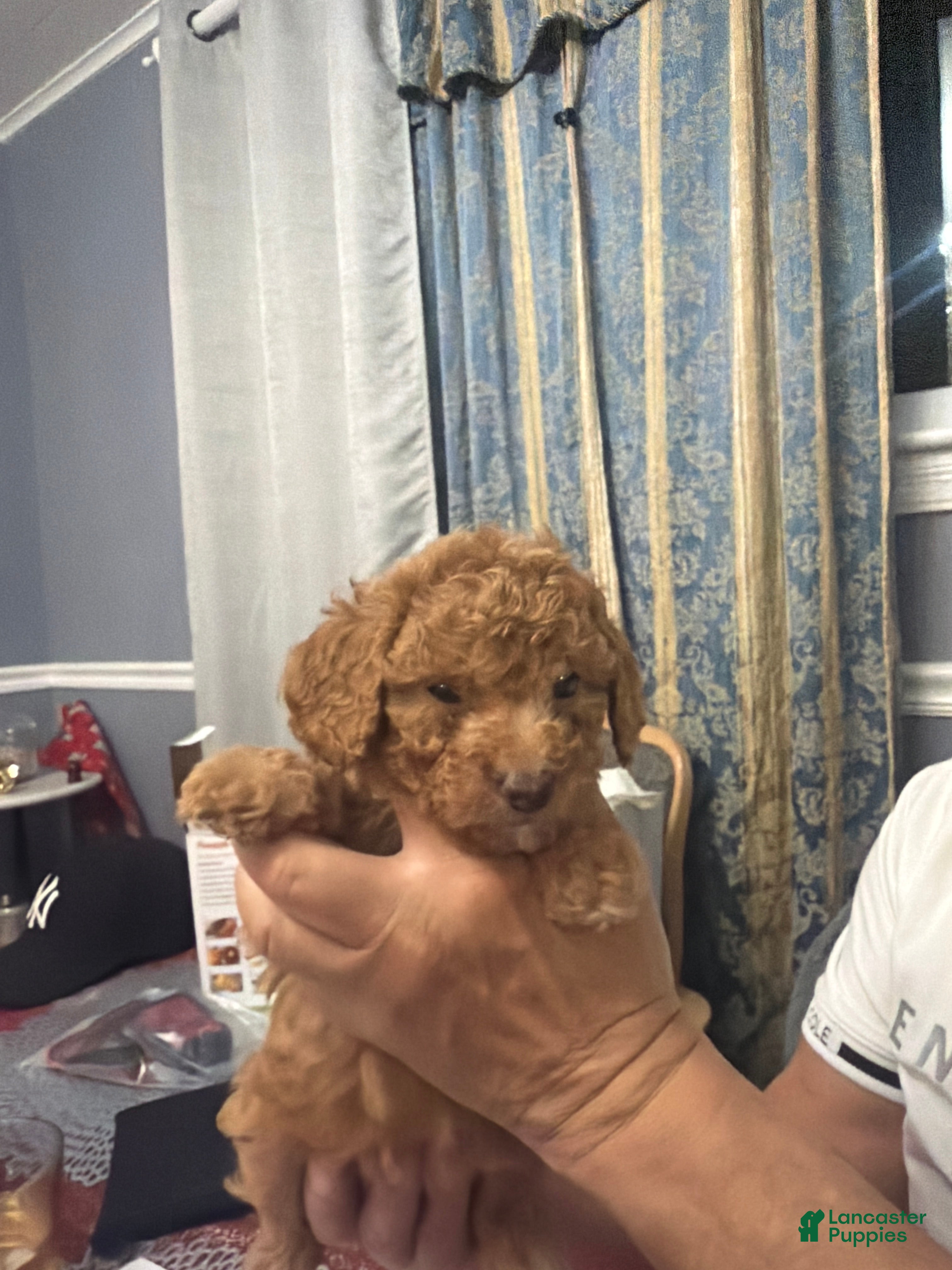 Miniature Poodle dogs Kimber - Ad 1