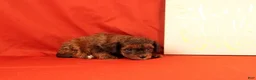 Cavapoo dogs for sale: Gomer - Ad 4