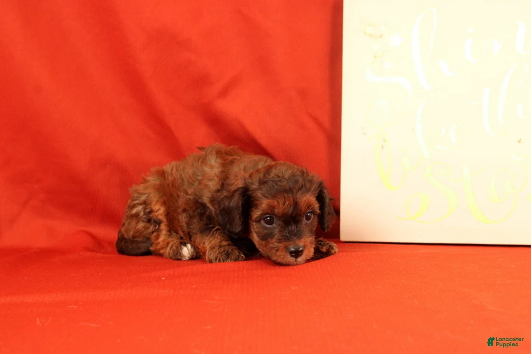 Cavapoo dogs for sale: Gomer - Ad 4