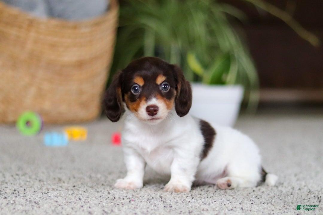 Miniature Dachshund dogs for sale: Stella - Ad 13