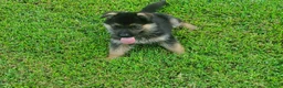 German Shepherd dogs for sale: Lawn Green Male - Ad 8