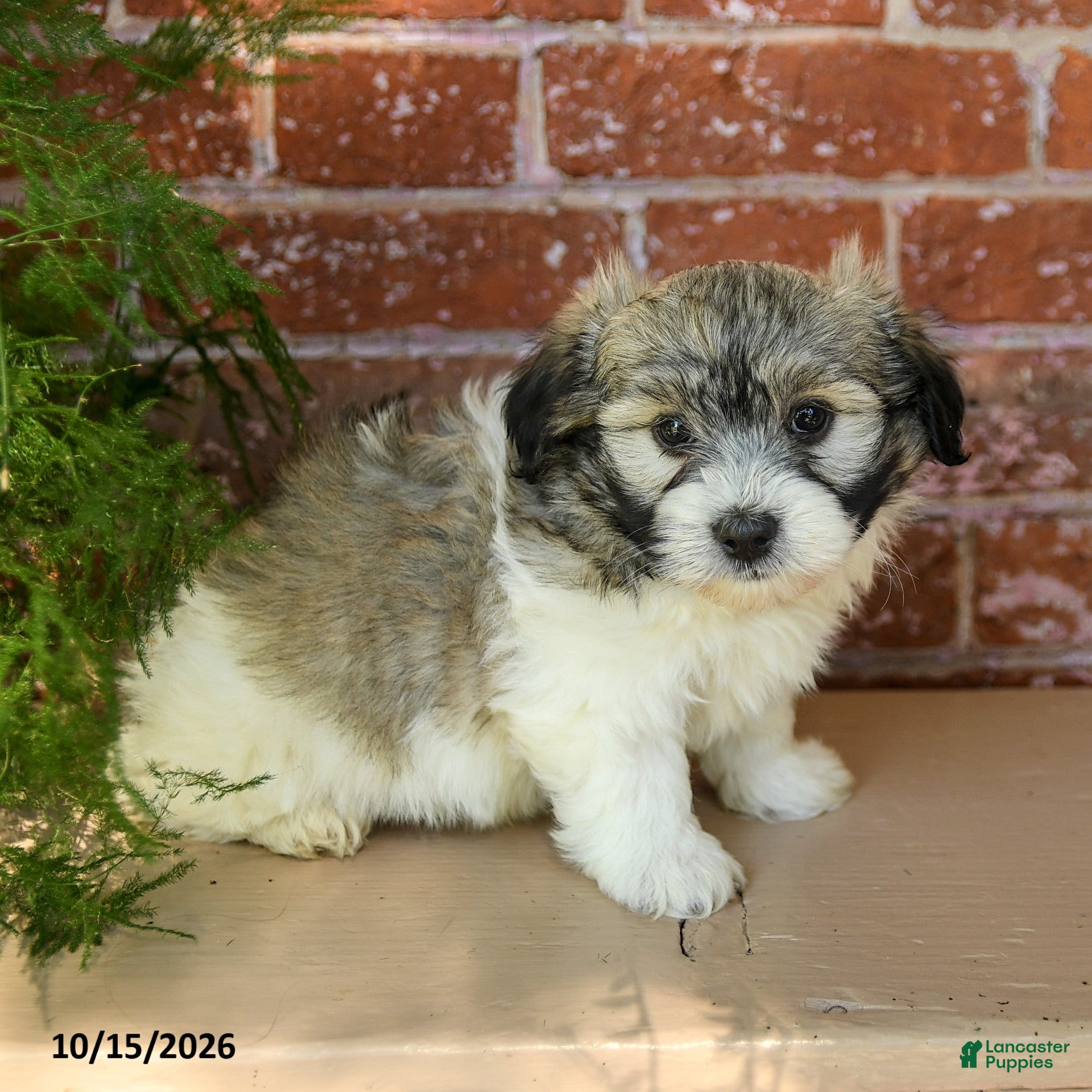 Havanese dogs Logan  - Ad 2
