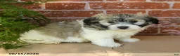 Havanese dogs for sale: Logan  - Ad 2