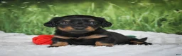 Miniature Dachshund dogs for sale: AKC Sierra - Ad 9