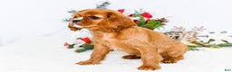 Cavalier King Charles Spaniel dogs for sale: Star - Ad 10