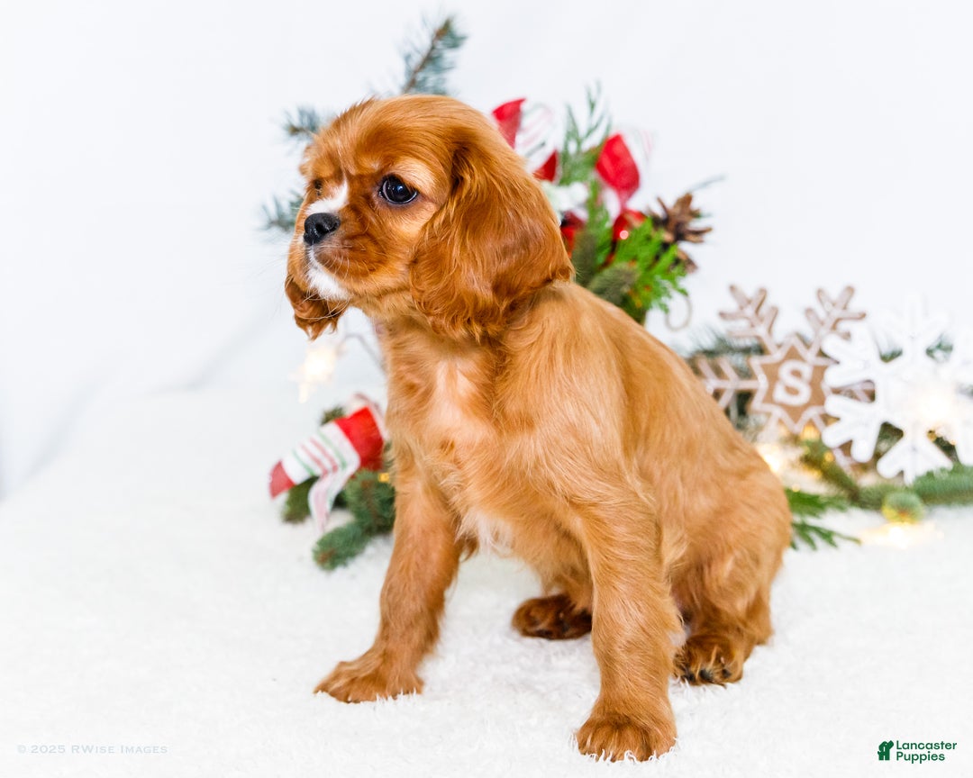 Cavalier King Charles Spaniel dogs for sale: Star - Ad 10