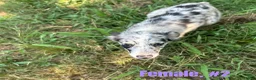 Australian Shepherd dogs for sale: Australian Shepherd 2 - Ad 3