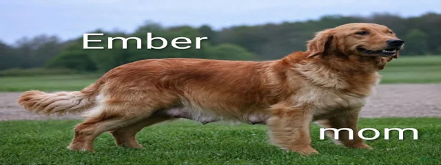 Ember