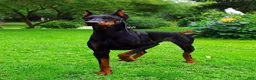 Doberman Pinscher dogs for sale: Doberman Pinscher Puppy 2 - Ad 8