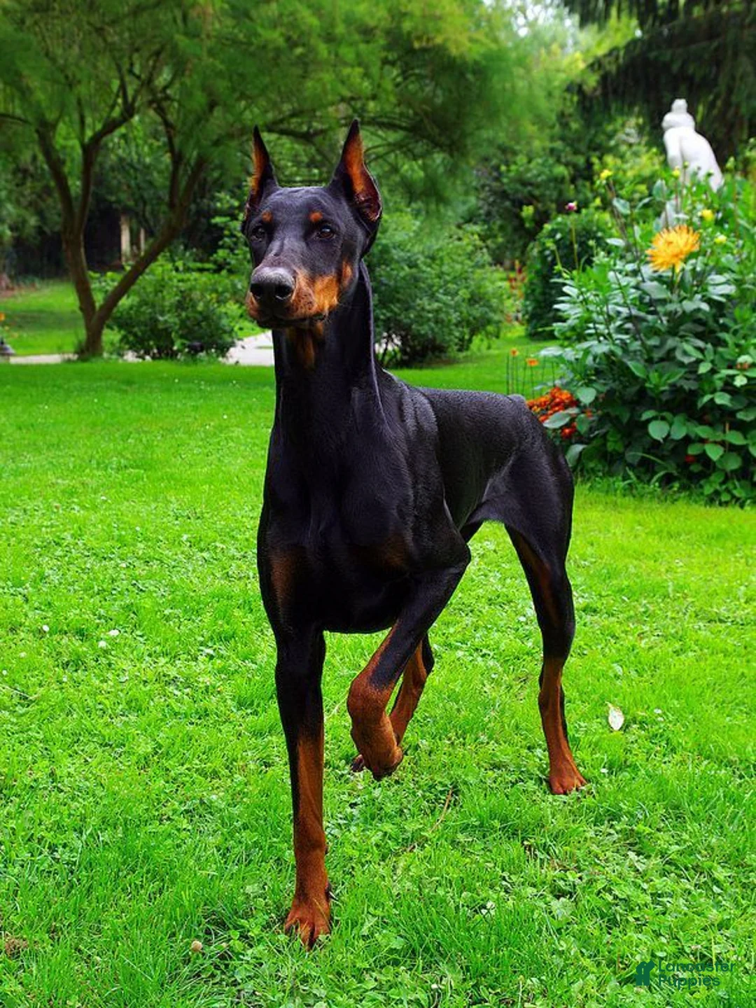 Doberman Pinscher dogs for sale: Doberman Pinscher Puppy 2 - Ad 8