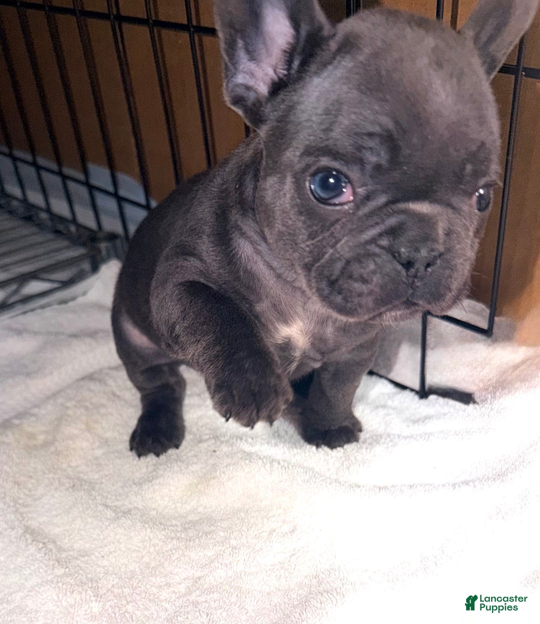 French Bulldog dogs for sale: turbo - Ad 5
