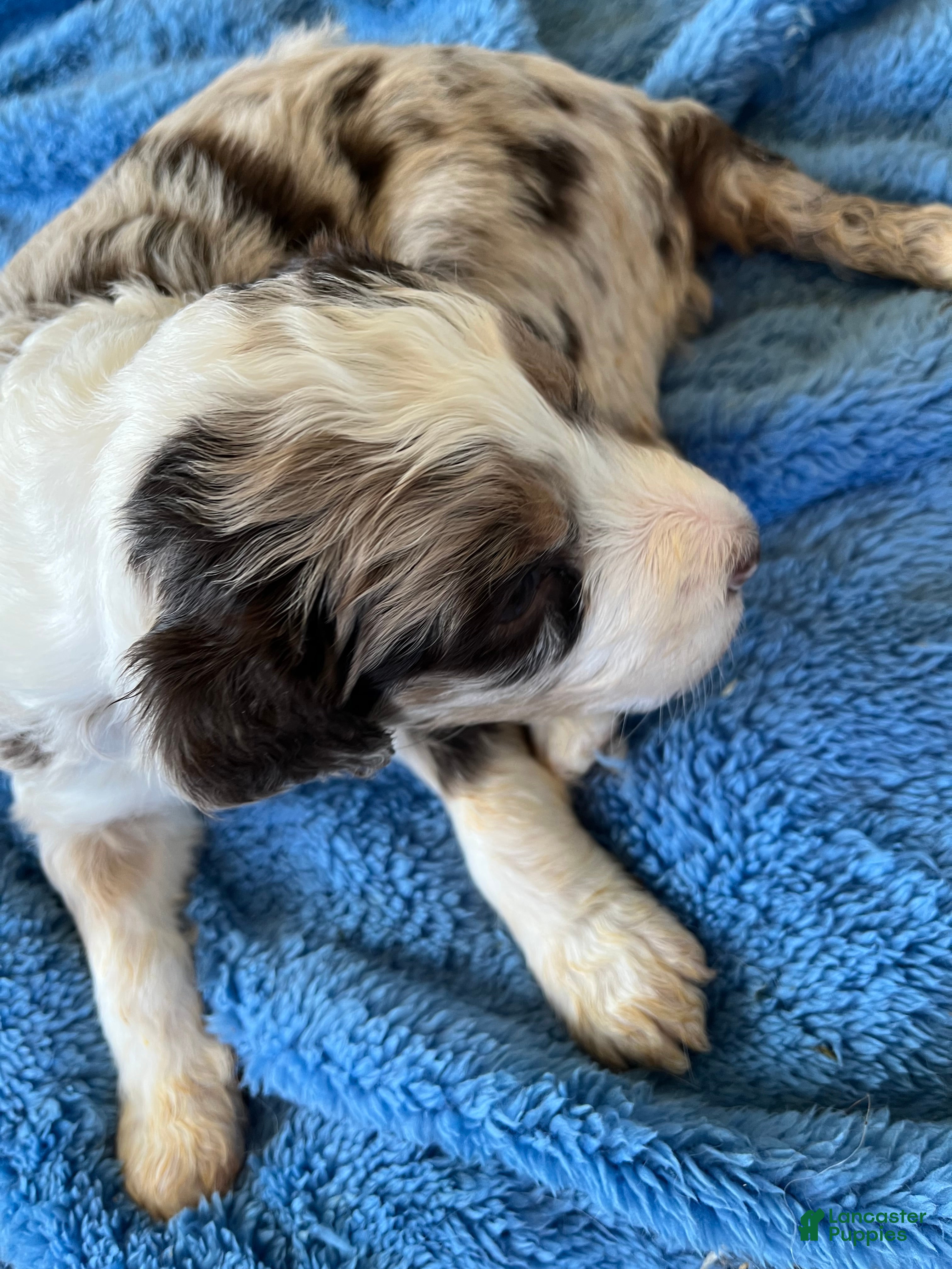 Aussiedoodle dogs Aussiedoodle Puppy 1 - Ad 1