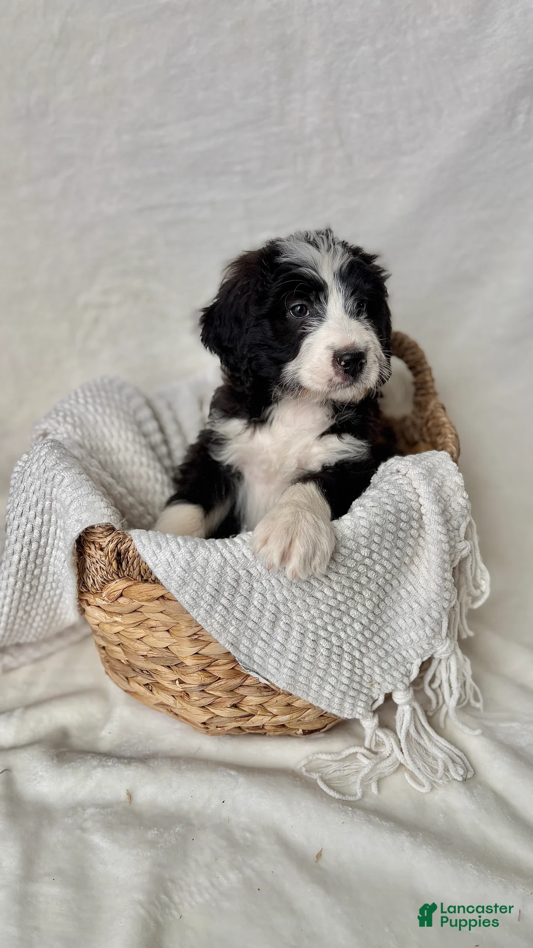 Bernedoodle dogs for sale: Milo - Ad 10