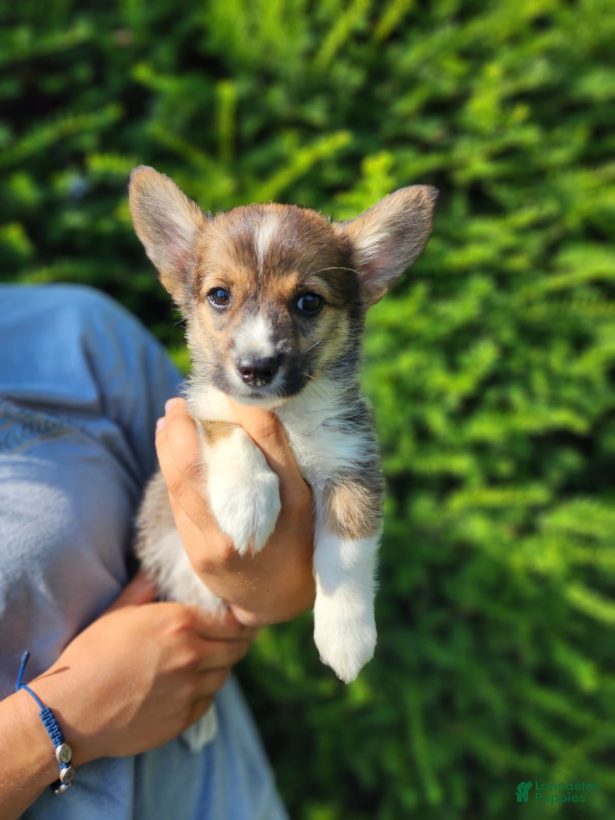 Welsh Corgi Pembroke dogs for sale: Cedar - Ad 3
