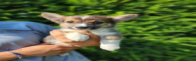Cedar