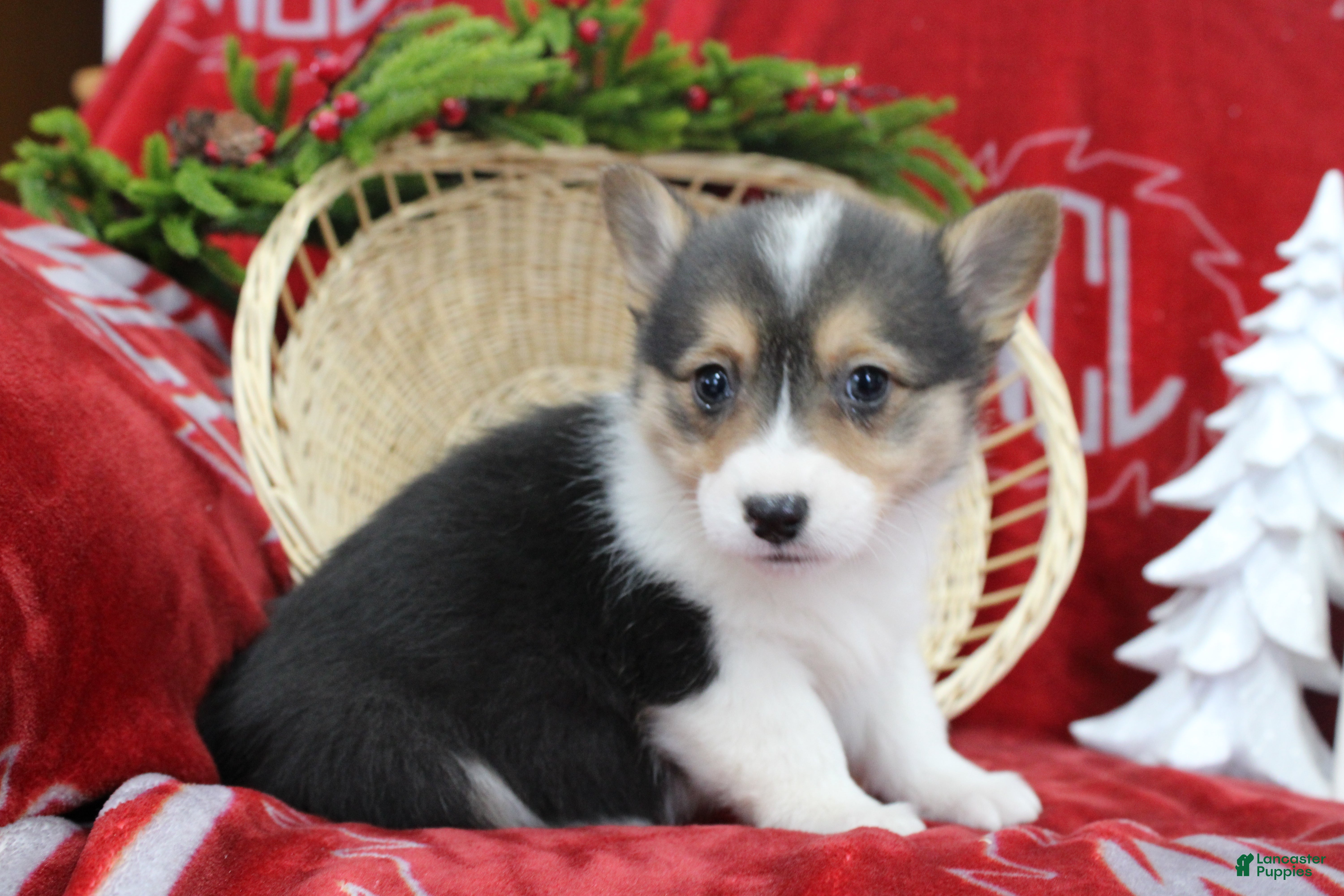 Welsh Corgi Pembroke dogs Bailey - Ad 16