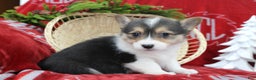 Welsh Corgi Pembroke dogs for sale: Bailey - Ad 1
