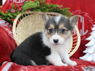 Welsh Corgi Pembroke dogs Bailey - Ad 36