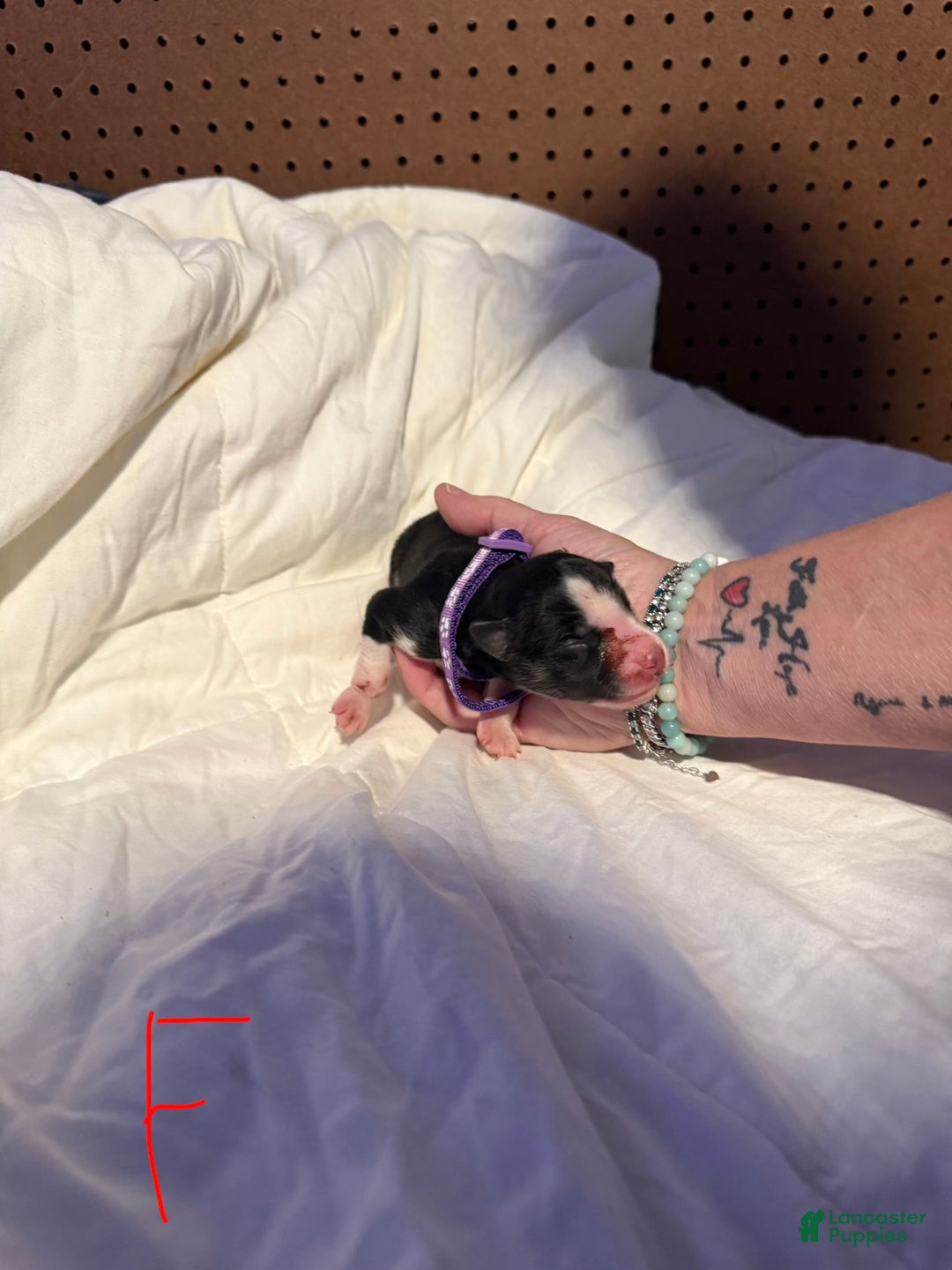 Mixed Breed dogs for sale: Mixed Breed Puppy 5 - Ad 1