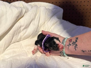 Mixed Breed dogs Mixed Breed Puppy 5 - Ad 40