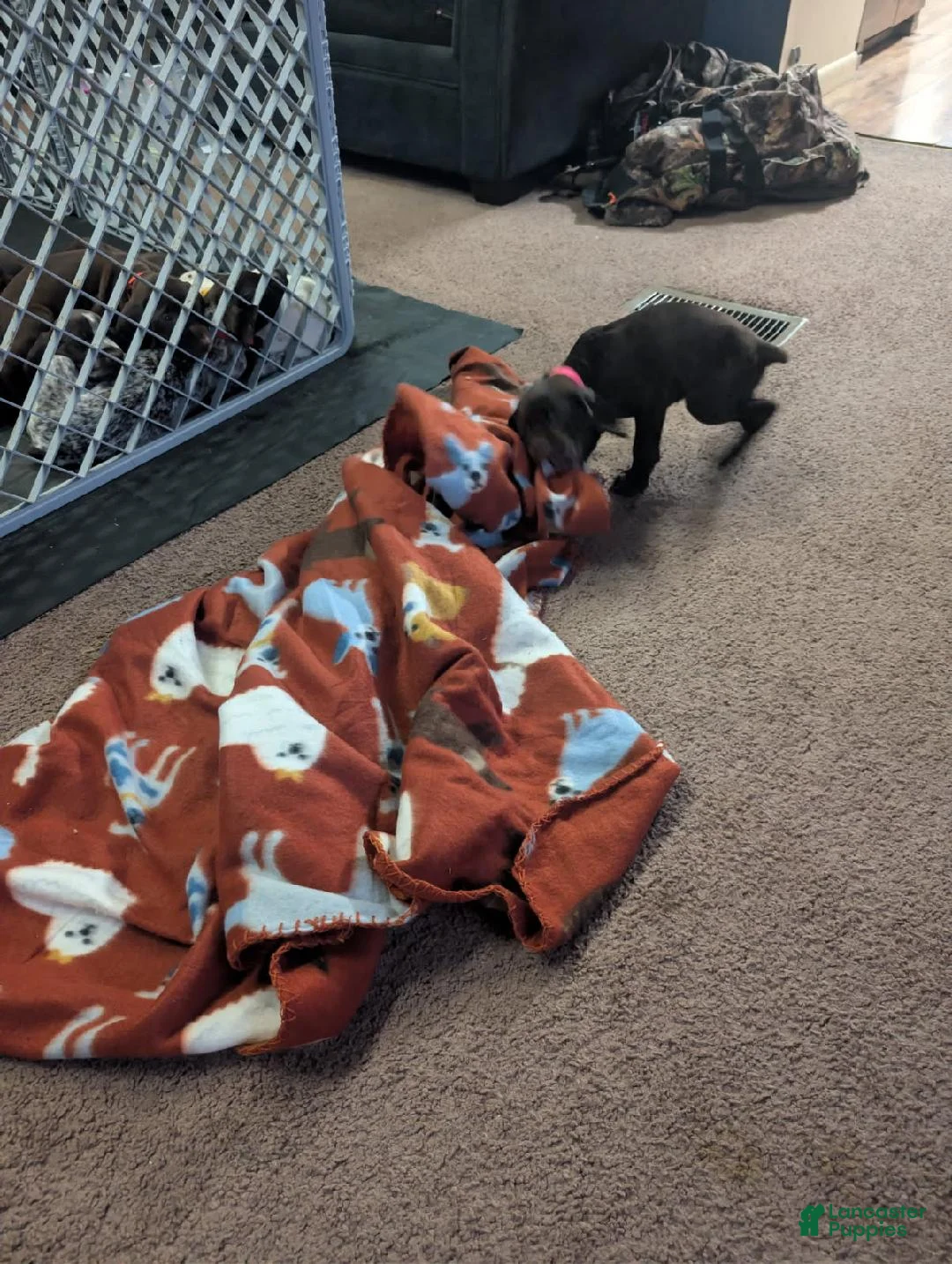 German Shorthaired Pointer dogs for sale: German Shorthaired Pointer Puppy 2 - Ad 2