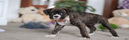 Boxer dogs for sale: Abby - Ad 5