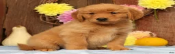 Golden Retriever dogs for sale: Hansel - Ad 6