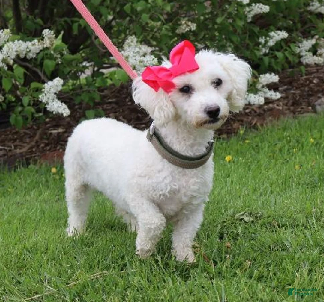 Bichpoo dogs for sale: Emmy - Ad 7