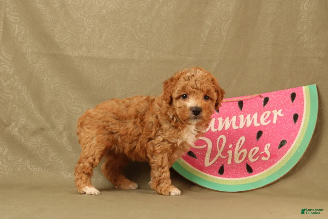 Miniature Poodle dogs for sale: Daisy - Ad 4